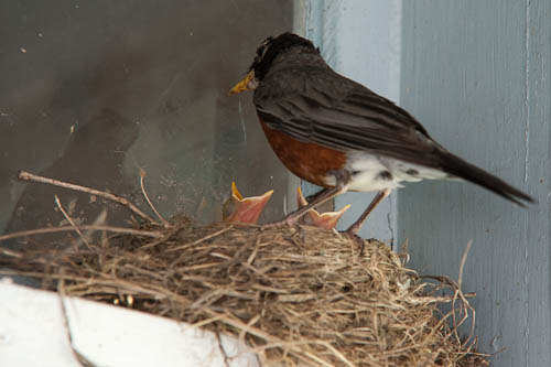 2013-06-15 birds-032