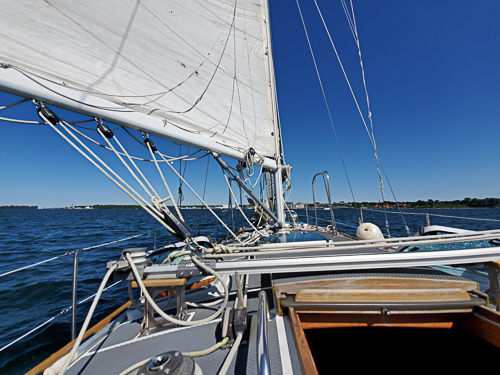 Pinniped from the driver's seat